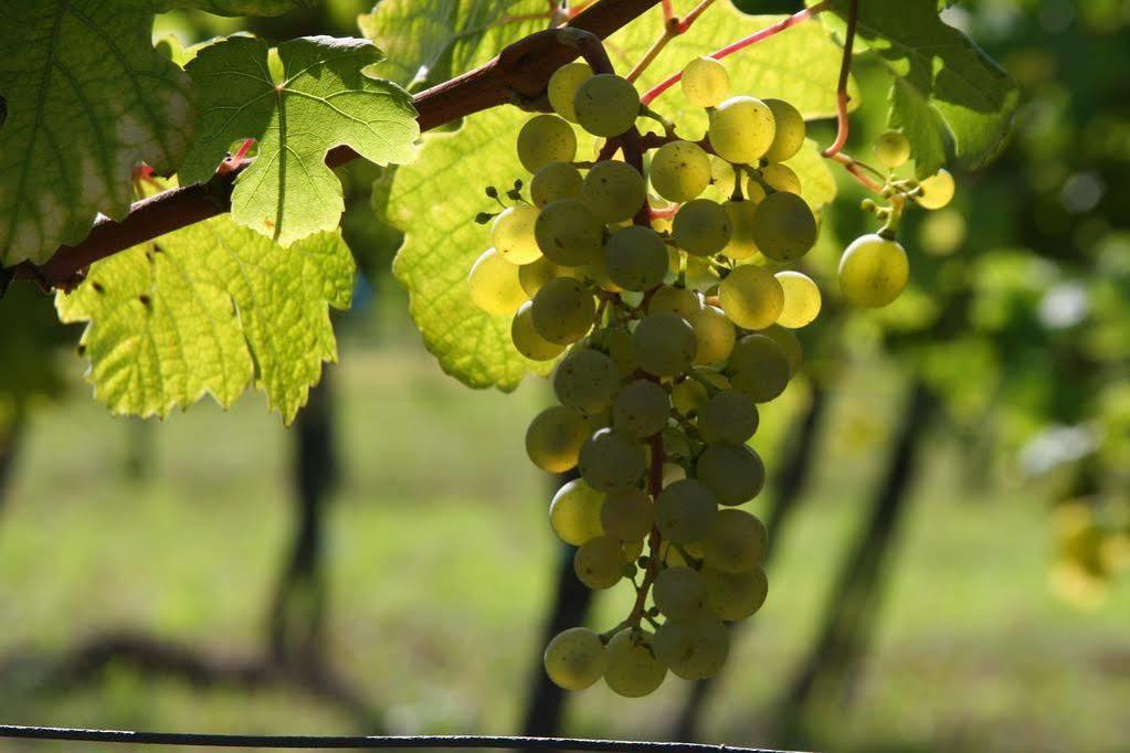 Winzerzimmer - Weingut Tinhof ไอเซนชตัดท์ ภายนอก รูปภาพ